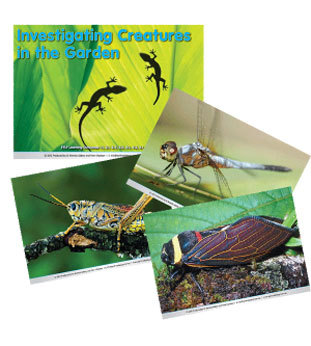 Investigating Creatures in the Garden Poster Set